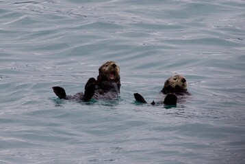 Fototapeta premium Otters playing in the water, Alaska 