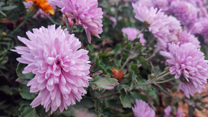 beautifull pink chrysanthemums with leaves