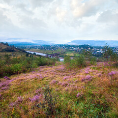 Summer misty morning country foothills view with heather flowers  (Lviv Oblast, Ukraine).