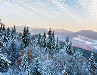 Winter sunset mountain landscape with rime and snow covered spruce trees  (Carpathian, Ukraine)