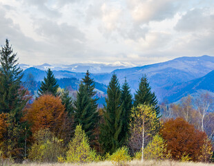 Morning autumn colorful forest and snow on mountain top behind.