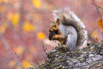  eastern gray squirrel (Sciurus carolinensis) in autumn
