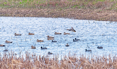 Gadwalls and Coots in a Wildlife Refuge