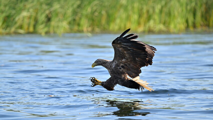 White-tailed eagle hunting for fish in the waters of the Szczecin Lagoon. Poland.