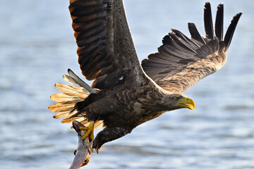 White-tailed eagle hunting for fish in the waters of the Szczecin Lagoon. Poland. - obrazy, fototapety, plakaty