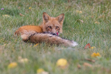 Naklejka premium Red fox in autumn