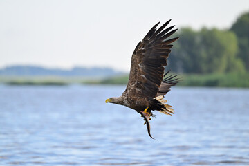 White-tailed eagle hunting for fish in the waters of the Szczecin Lagoon. Poland.