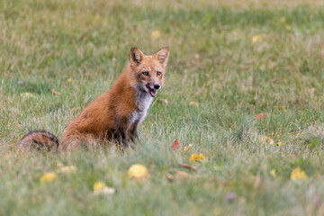 Red fox in autumn