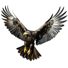 Obraz premium a flying eagle isolated