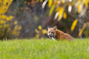 Red fox in autumn