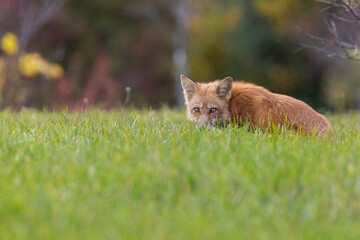 Red fox in autumn