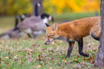 Red fox hunting canada goose 
