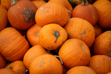 Lots of orange pumpkins in a market before the Halloween celebration