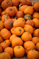 Lots of orange pumpkins in a market before the Halloween celebration