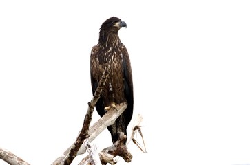 Eagle perched on a tree, Homer,  Alaska 