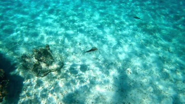 A Cuddlefish swimming among the rock and coral reef in Cayman Islands.