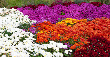 Chrysanthemums colored garden field, summer plant fresh flora outdoors. AI generated.