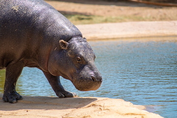Pygmy hippopotamus drinking water from a pond.