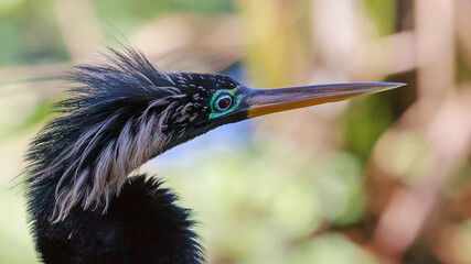 Anhinga 2012