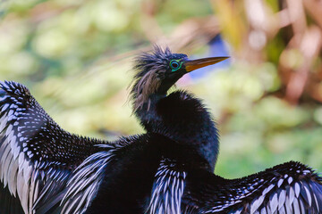 Anhinga 2012