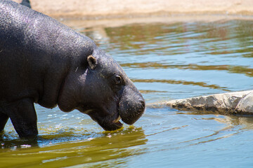 Pygmy hippopotamus drinking water from a pond.