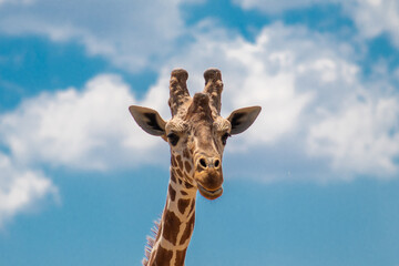 Close up of a giraffe portrait. Summer blue sky background