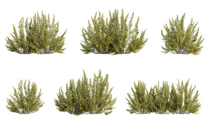 set of shrubs, 3D rendering with transparent background, for illustration, digital composition, architecture visualization © ANDRIBENKY