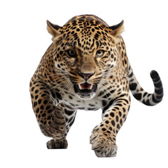 a jaguar in a jump isolated