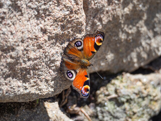 Mariposa de color naranja con círculos en las alas posada en una roca del pueblo de Allaritz, en Galicia España, verano de 2021