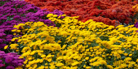 Chrysanthemums colored garden field, summer plant fresh flora outdoors. AI generated.