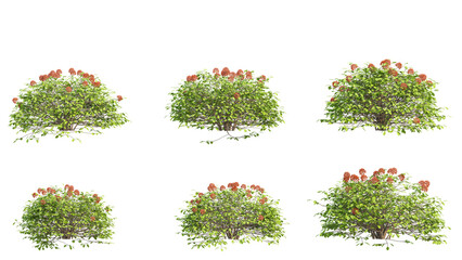 set of shrubs, 3D rendering with transparent background, for illustration, digital composition, architecture visualization © ANDRIBENKY