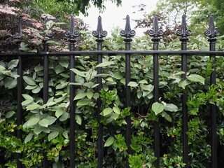 greenery behind fence background