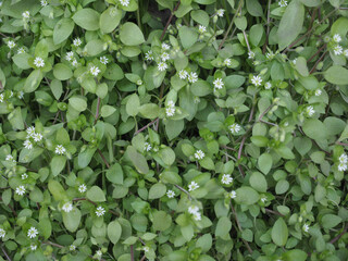 chickweed scient. name Stellaria media plant