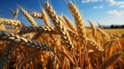 Agricultural field with ripe barley and golden wheat under blue sky. - obrazy, fototapety, plakaty