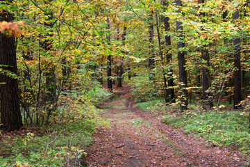 Gęsty, liściasty las. Jest  jesień, część liści zmieniła kolor na żółty i brązowy. Między zaroślami widać leśną, gruntową drogę. Koleiny pokryte są brązowymi liśćmi. - obrazy, fototapety, plakaty