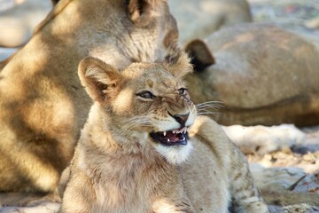 lion pride, Moremi game reserve, Botswana 