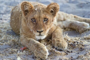 portrait of a lion cub looking into the camera, Botswana 