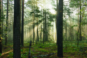 Wysoki sosnowy las. Jest jesienny, słoneczny poranek, Między drzewami unosi się mgła oświetlana promieniami wschodzącego słońca.. - 671258590