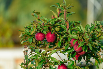 Jesień w sadzie. Gałęzie jabłoni pokryte są zielonymi liśćmi, wśród których widać liczne, dojrzewające, czerwone jabłka.
