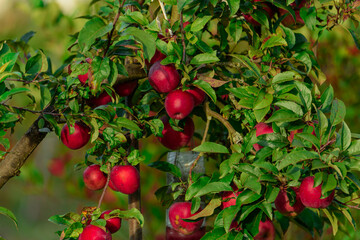Jesień w sadzie. Gałęzie jabłoni pokryte są zielonymi liśćmi, wśród których widać liczne, dojrzewające, czerwone jabłka. - obrazy, fototapety, plakaty