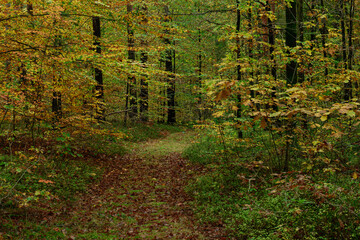 Gęsty, liściasty las. Jest  jesień, część liści zmieniła kolor na żółty i brązowy. Między zaroślami widać leśną, gruntową drogę. Koleiny pokryte są brązowymi liśćmi.