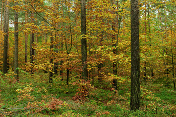 Leśna gęstwina. Wśród wysokich drzew widać gęste zarośla. Jest jesień, liście przybrały żółty i brązowy kolor. 