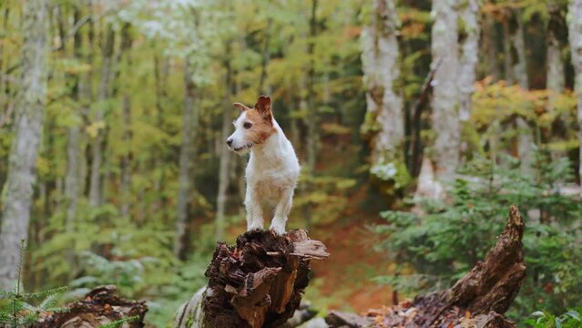 Dog in Forest, Jack Russell Terrier sitting amidst the fall foliage in a tranquil forest, evoking feelings of adventure and nature exploration
