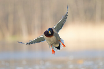 Mallard Duck (Anas platyrhynchos) preparing for difficult ice landing during winter. Illustration. Poland.