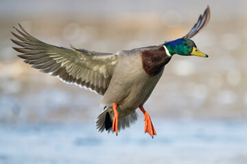 Obraz premium duck in flight