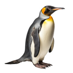 Fototapeta premium a penguin isolated