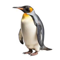 a penguin isolated
