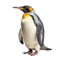 Fototapeta premium a penguin isolated