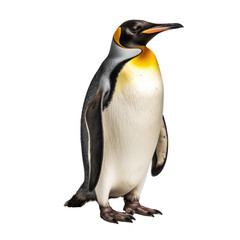 Fototapeta premium a penguin isolated