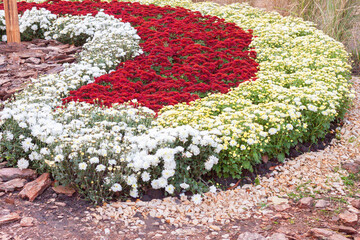 Chrysanthemums colored garden field, summer plant fresh flora outdoors. AI generated.